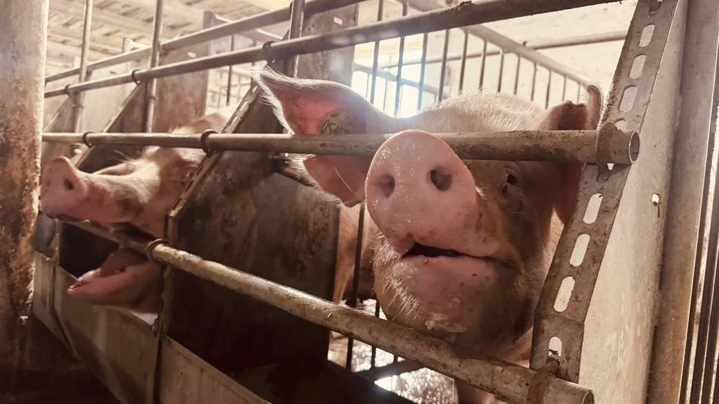 Черкаські агропідприємці розповіли про переваги переробки продукції