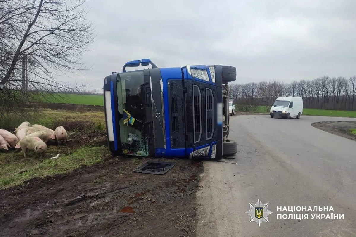 На Уманщині вантажівка зі свинями перекинулась: тварини вціліли, водій відповідатиме