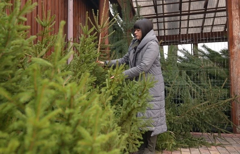 Від плантації до ялинки: як Черкащина готує святкові дерева