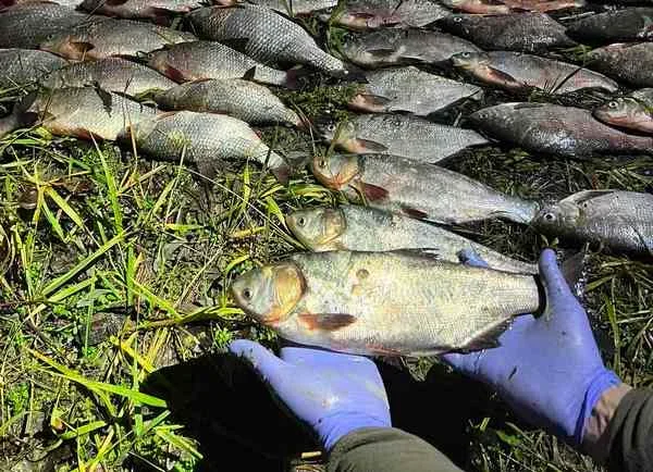 На Кременчуцькому водосховищі вилучено понад 3,5 км браконьєрських сіток