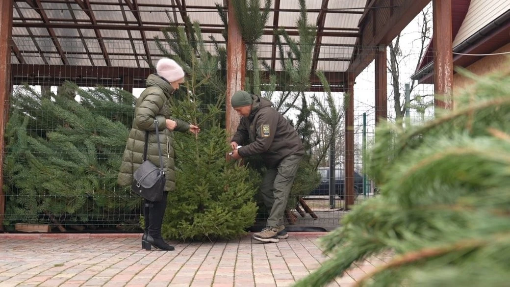 Різдвяний сезон на Черкащині: продаж ялинок скоротився майже вдвічі