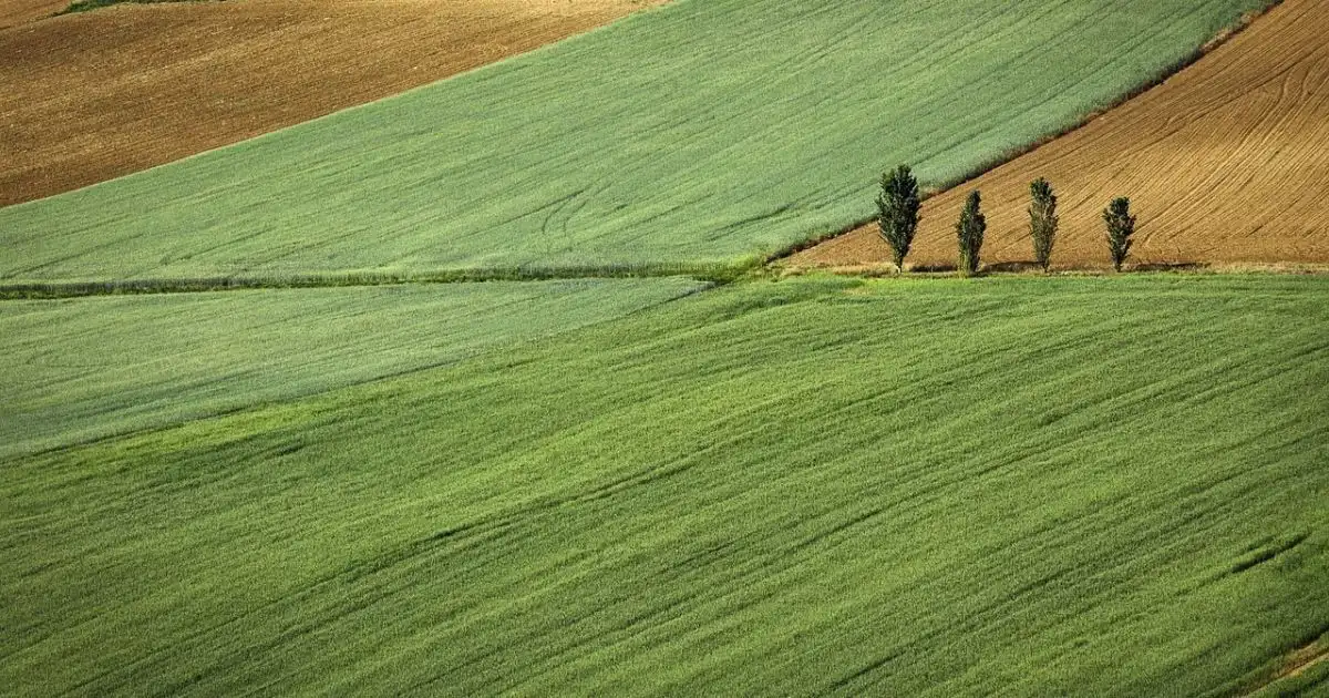 Податкові пільги 2026: хто з власників землі звільнений від виплат до бюджету
